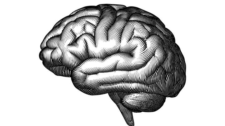 Brain Sex Differences
