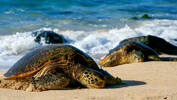 The Last Turtlemen of the Caribbean
