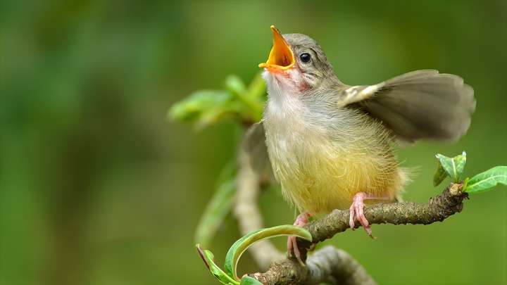 Improv with Bird Songs