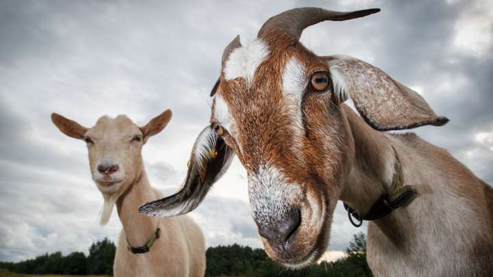 Goats Don't Vote