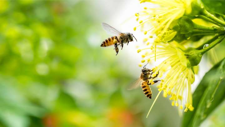 Helping Bees Stay on Task with a Caffeine Buzz