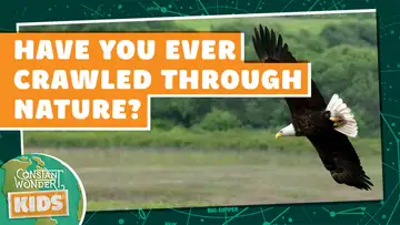 Have You Ever Crawled Through Nature?