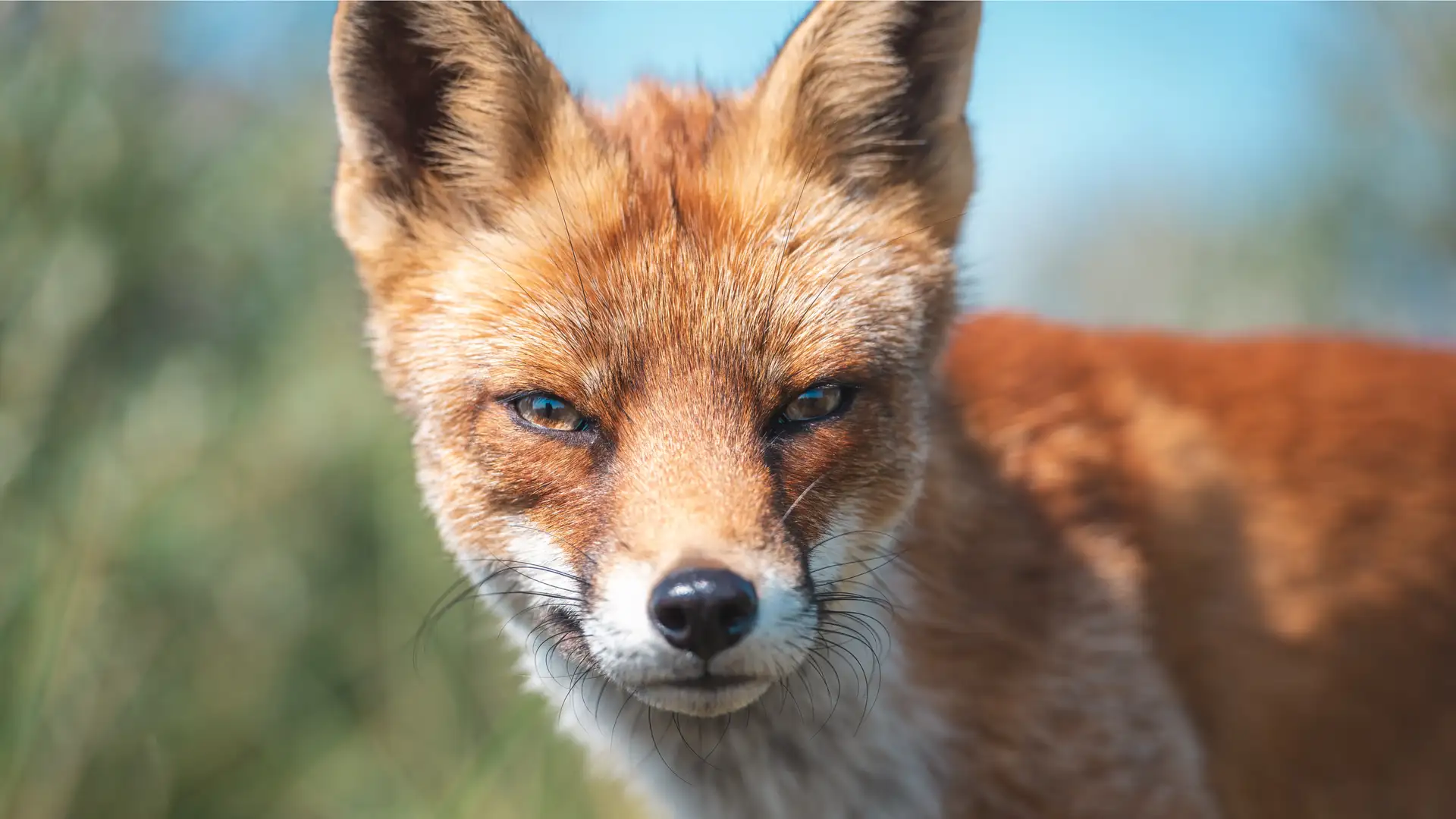 The Blood-Drawing Ghost