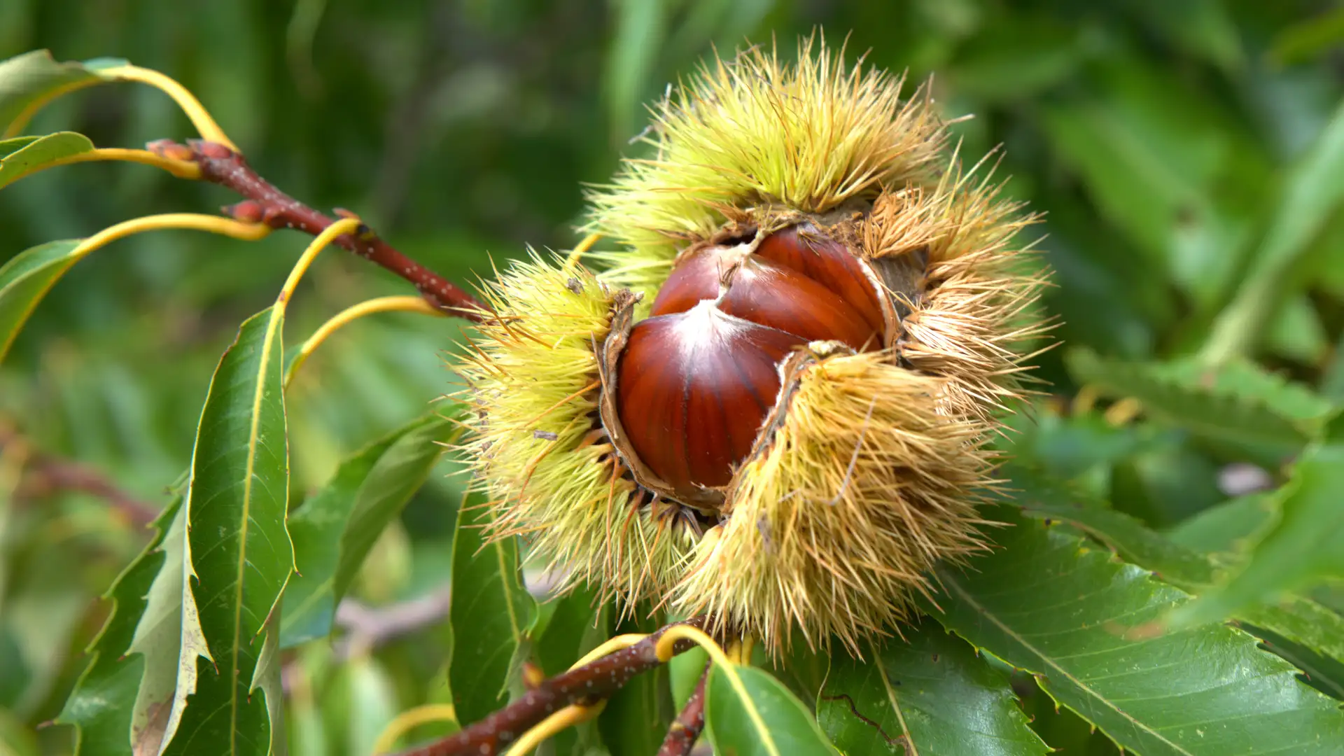 One Man's Quest to Restore A Beloved American Tree