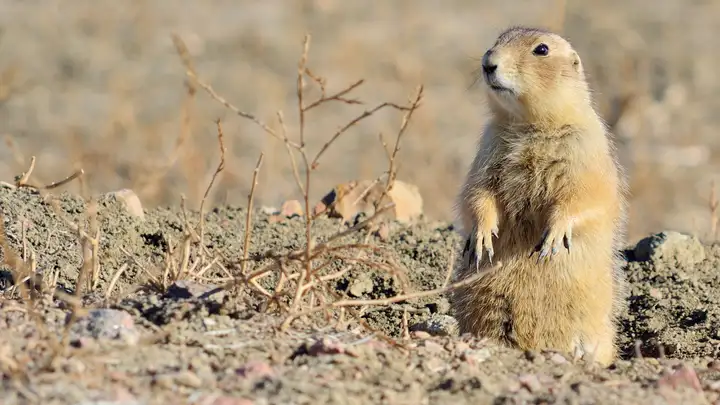 The Complex Language of Prairie Dogs
