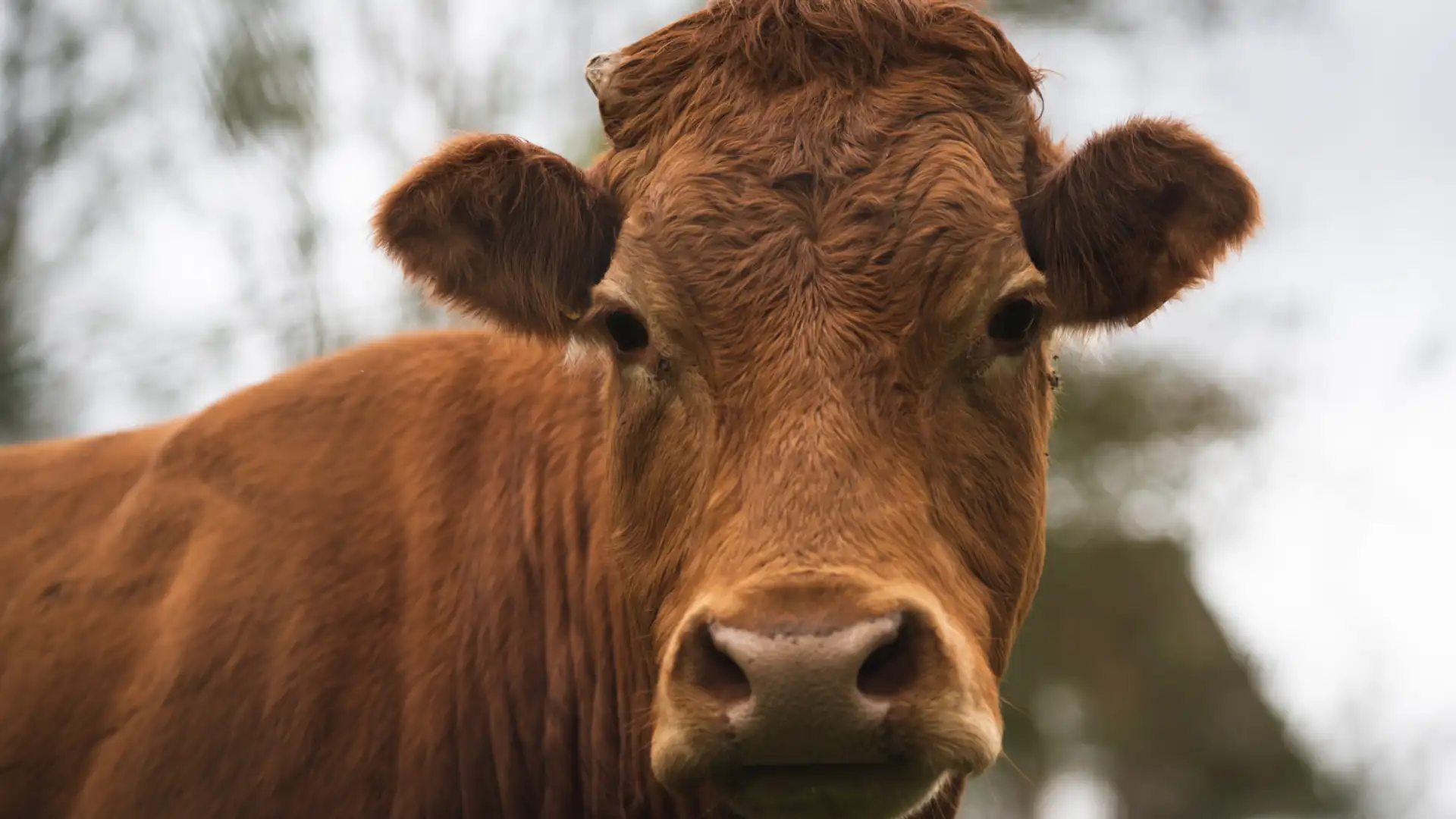 EXTRA: "The Biggest Lie" by Len Cabral