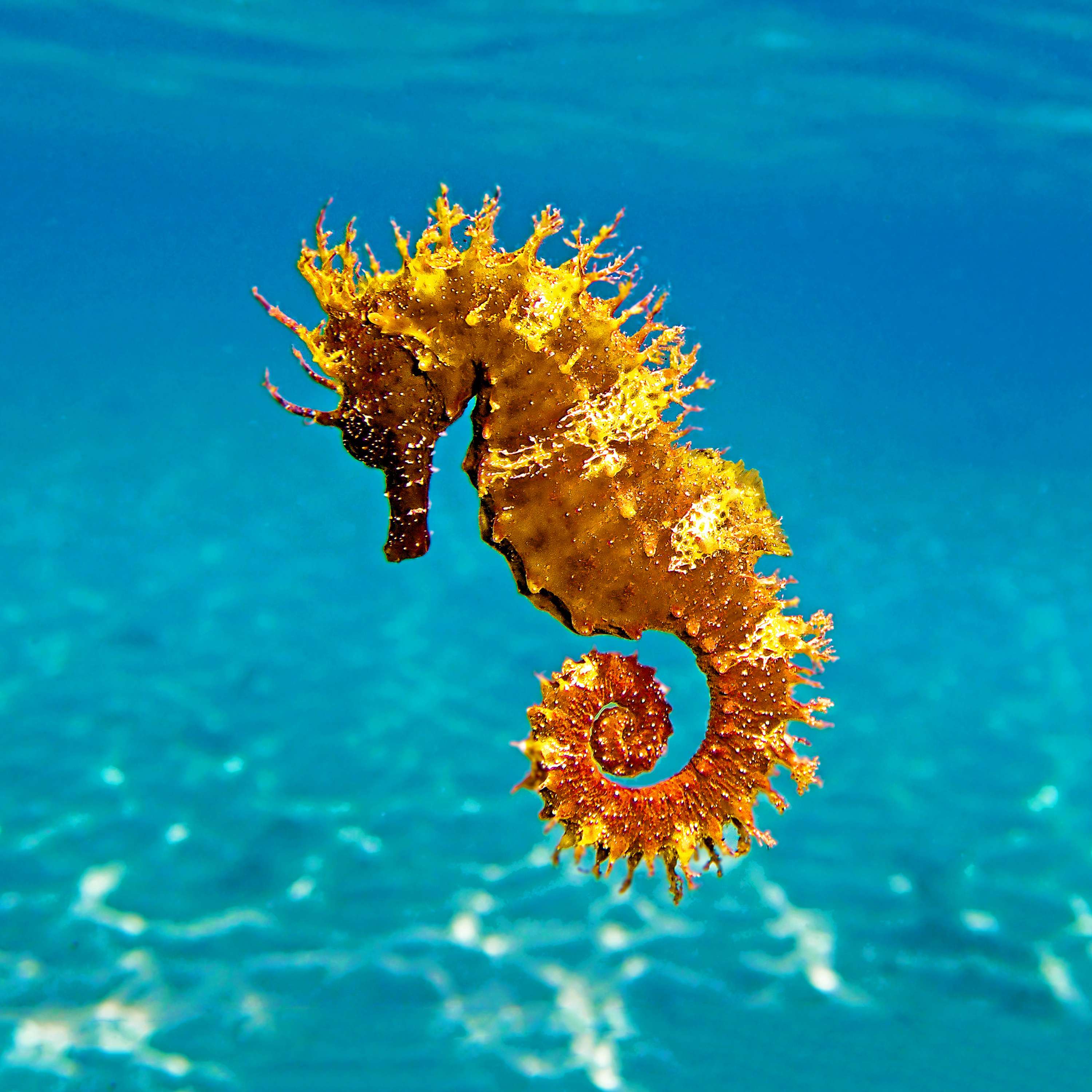 How to Save the Elusive Seahorse