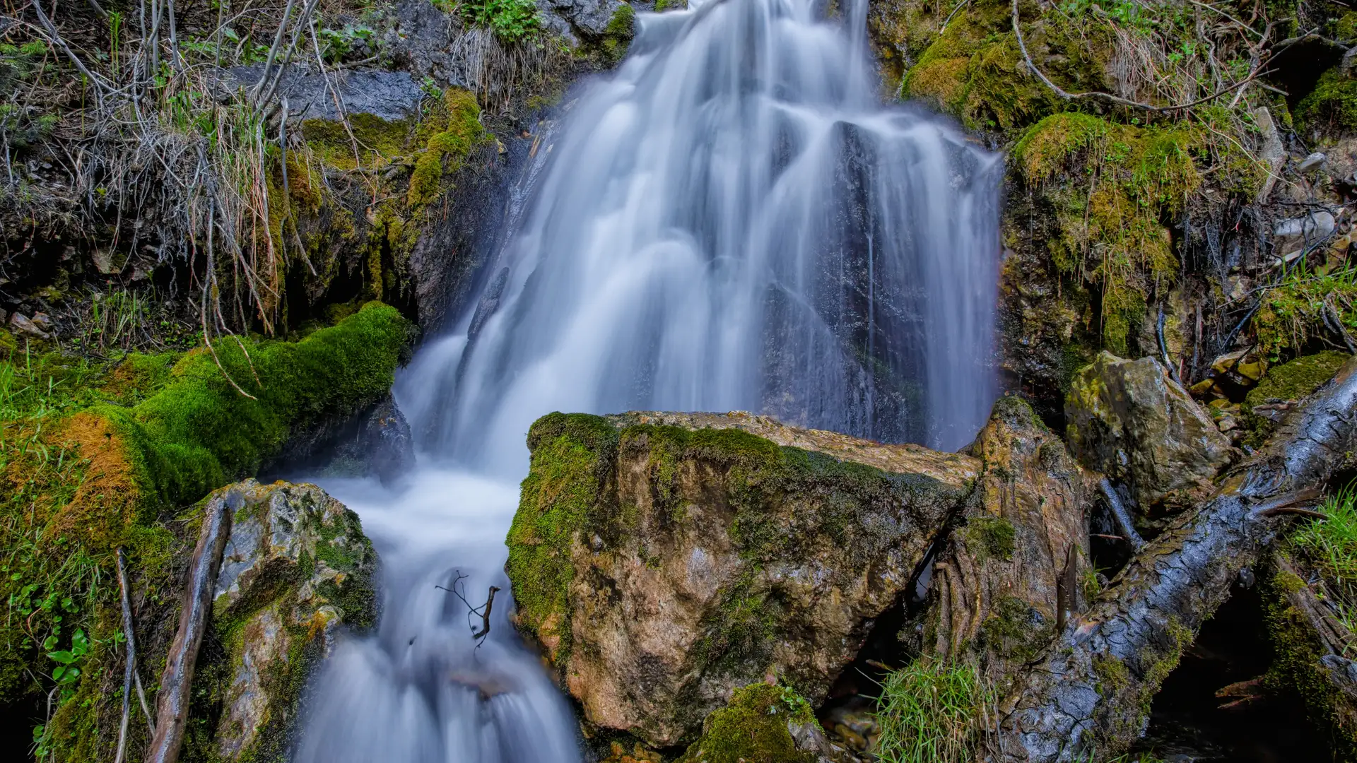 Gratitude and Vitality