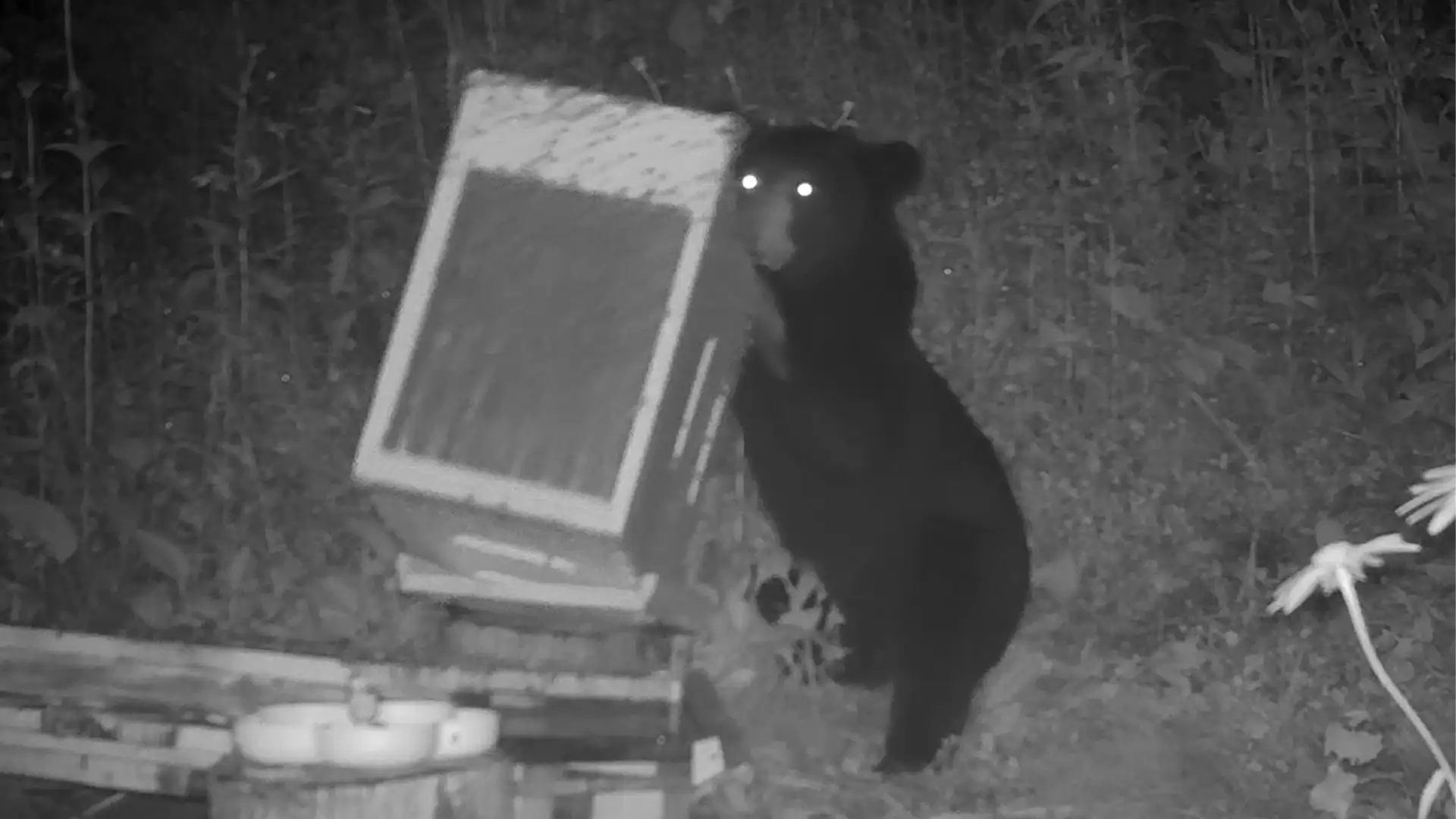 She's Thrown Her Heart and Soul into Beekeeping