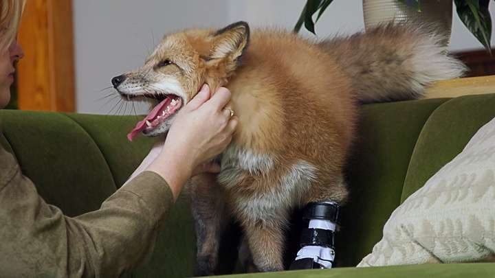 The Happiest Fox
