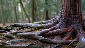 Firm-Rooted Change Through Christ