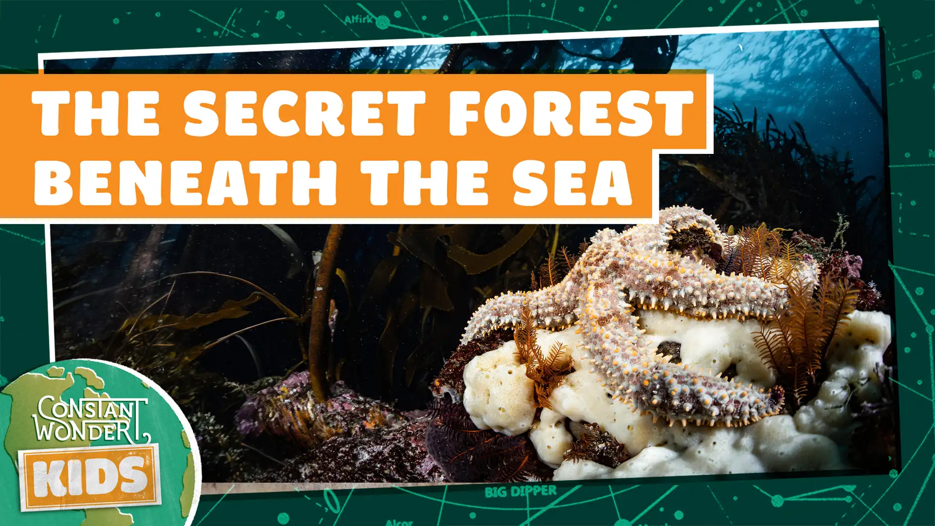 The Secret Forest Beneath the Sea