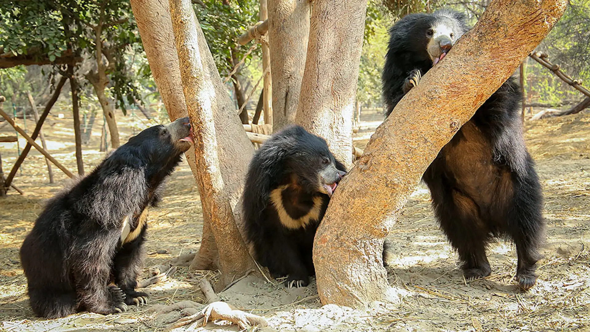 The Wild World of India's "Bear Man"