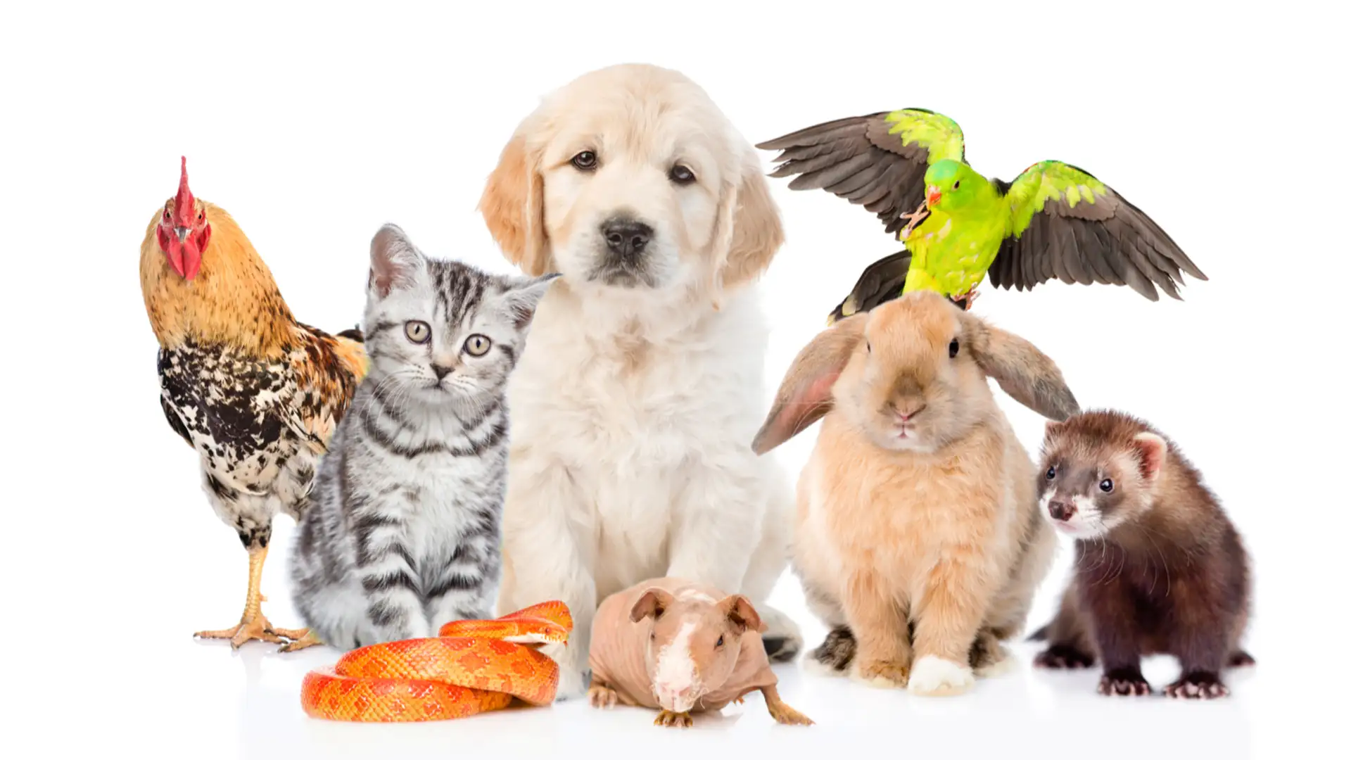 Animal Stories