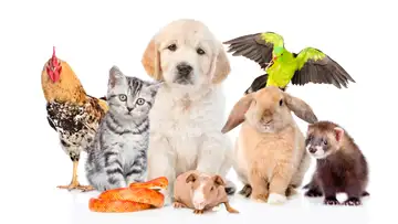 Animal Stories