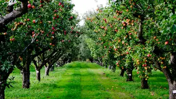 Johnny Appleseed: The Eccentric Man Behind the Great American Legend