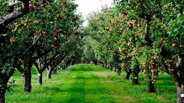 Johnny Appleseed: The Eccentric Man Behind the Great American Legend