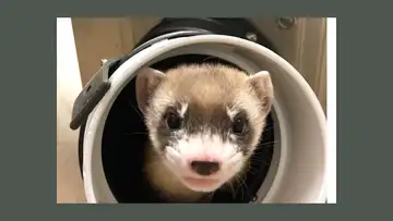 Cloned Ferret