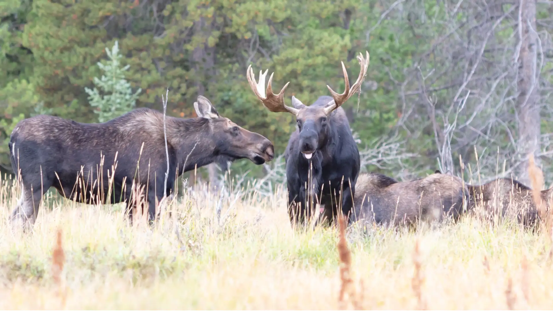 EXTRA: "Hush Little Moosie" by Willy Claflin and Maynard Moose