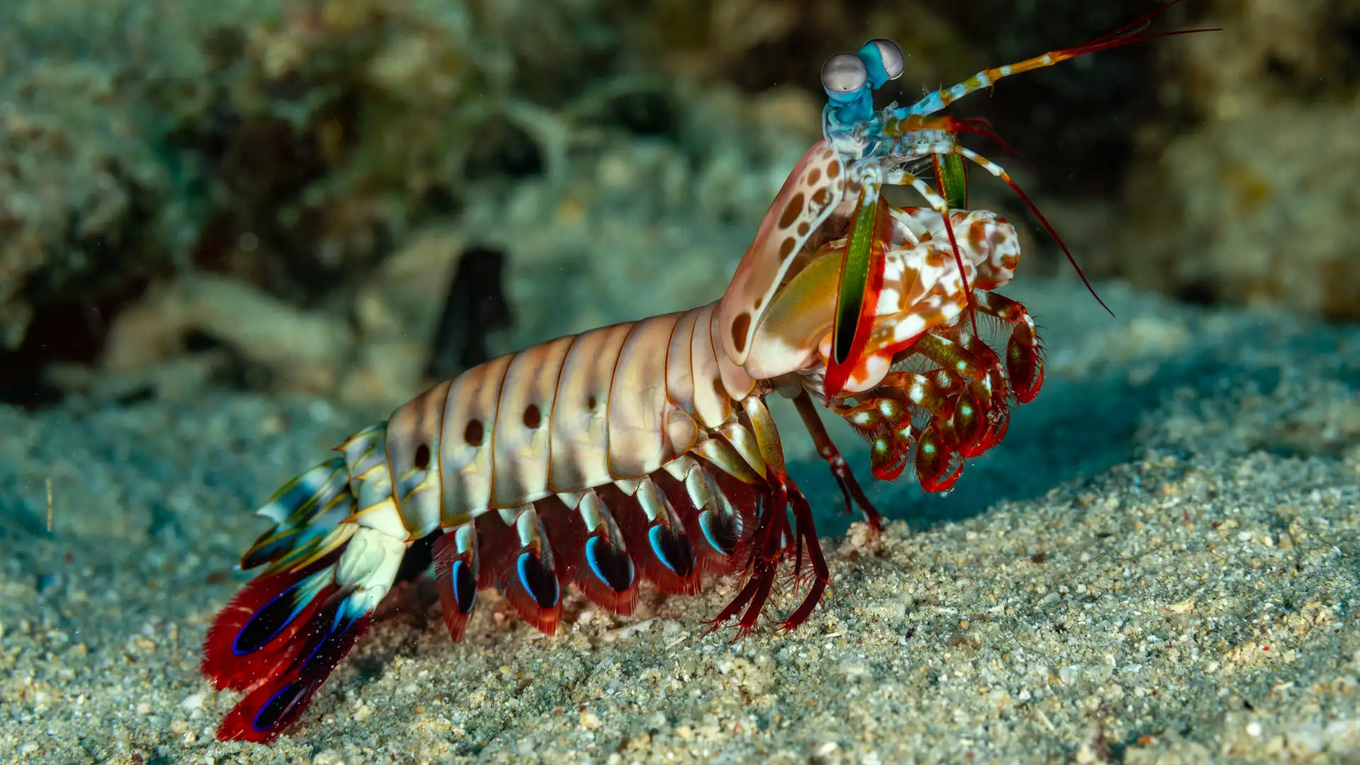 S2 E13: Our Animal Superpowers