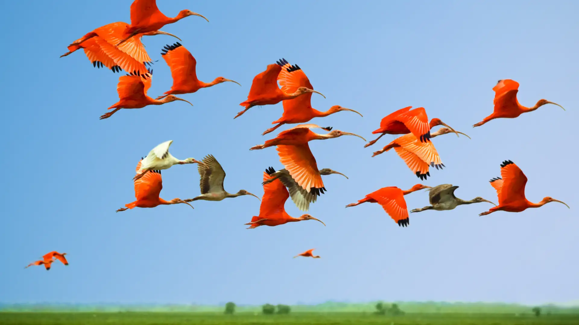 Are Birds Migrations Adapting to Climate Change?