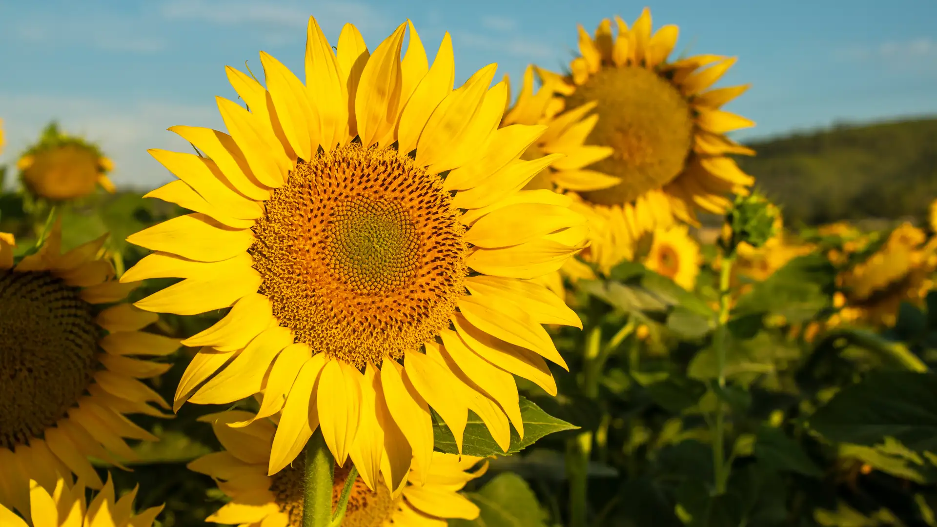 EXTRA *** Sunflower, by Sam Payne