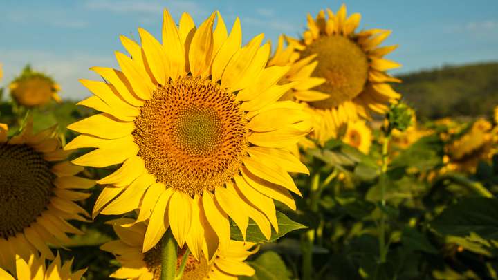 EXTRA *** Sunflower, by Sam Payne
