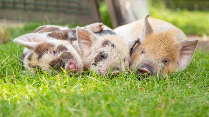EXTRA: "Three Little Pigs" by Odds Bodkin
