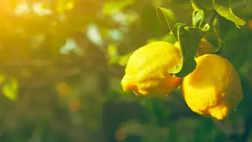 Lemon Tree