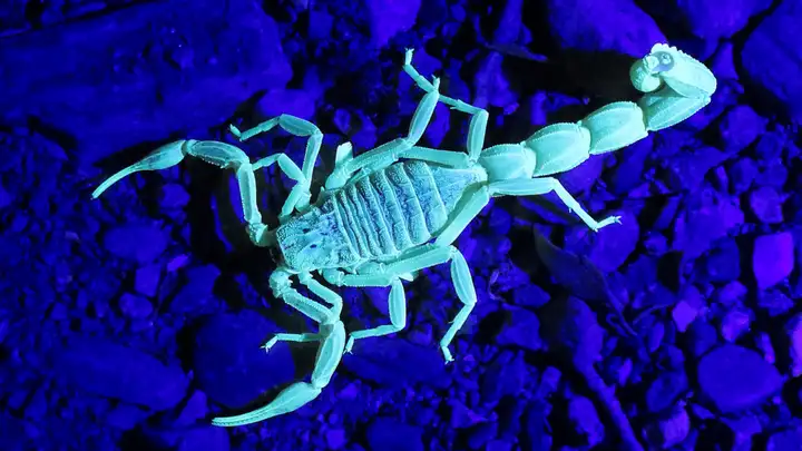 The Weird, Wonderful World of Scorpions