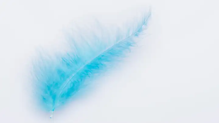 The Blue Feather