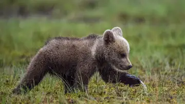 The Bear Child