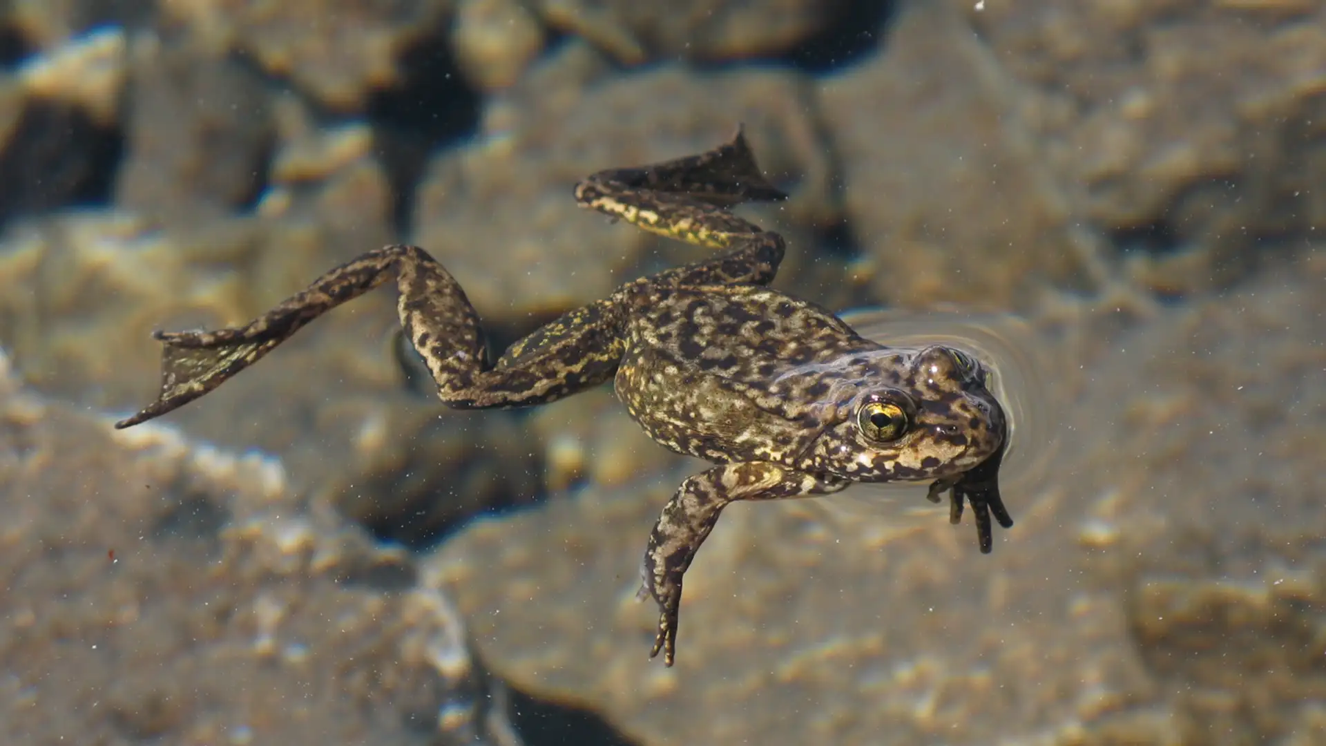 Yellow-Legged Frogs