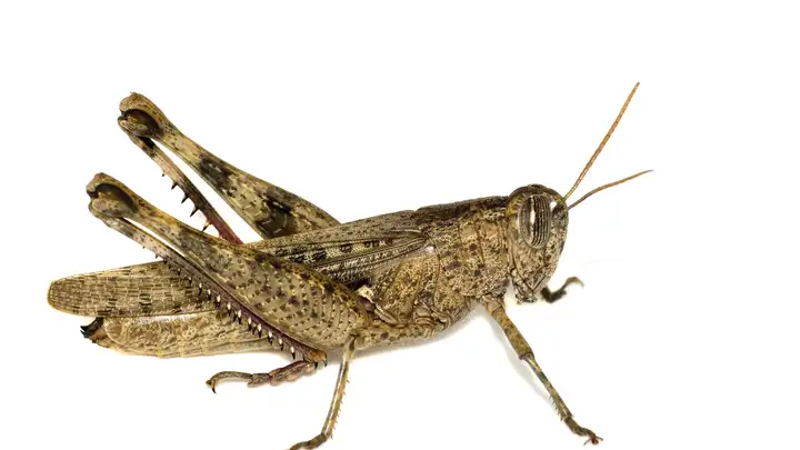 Grasshoppers in Vegas
