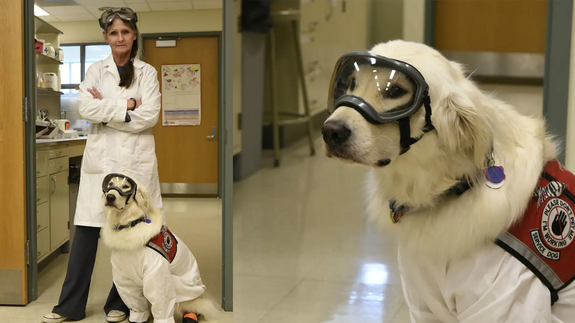 Service Lab Dogs