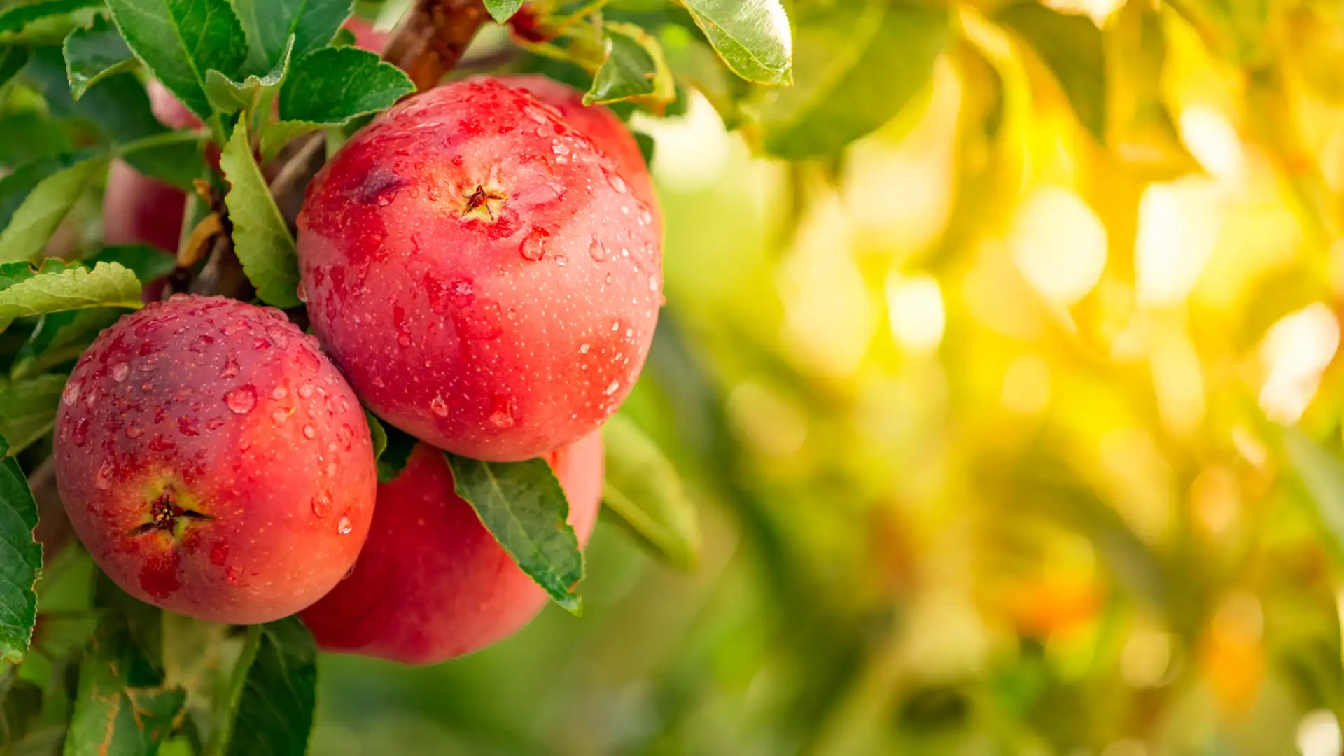 Little Yamo and the Apple Tree
