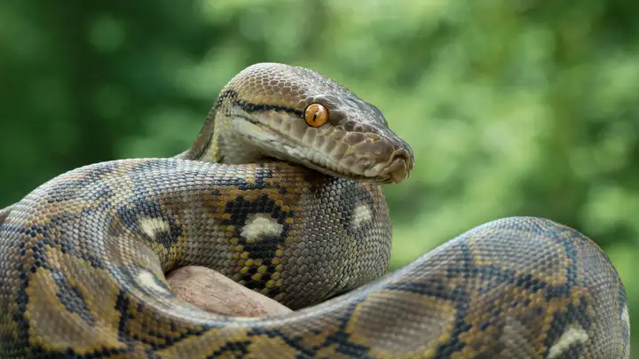Nyangara the Python