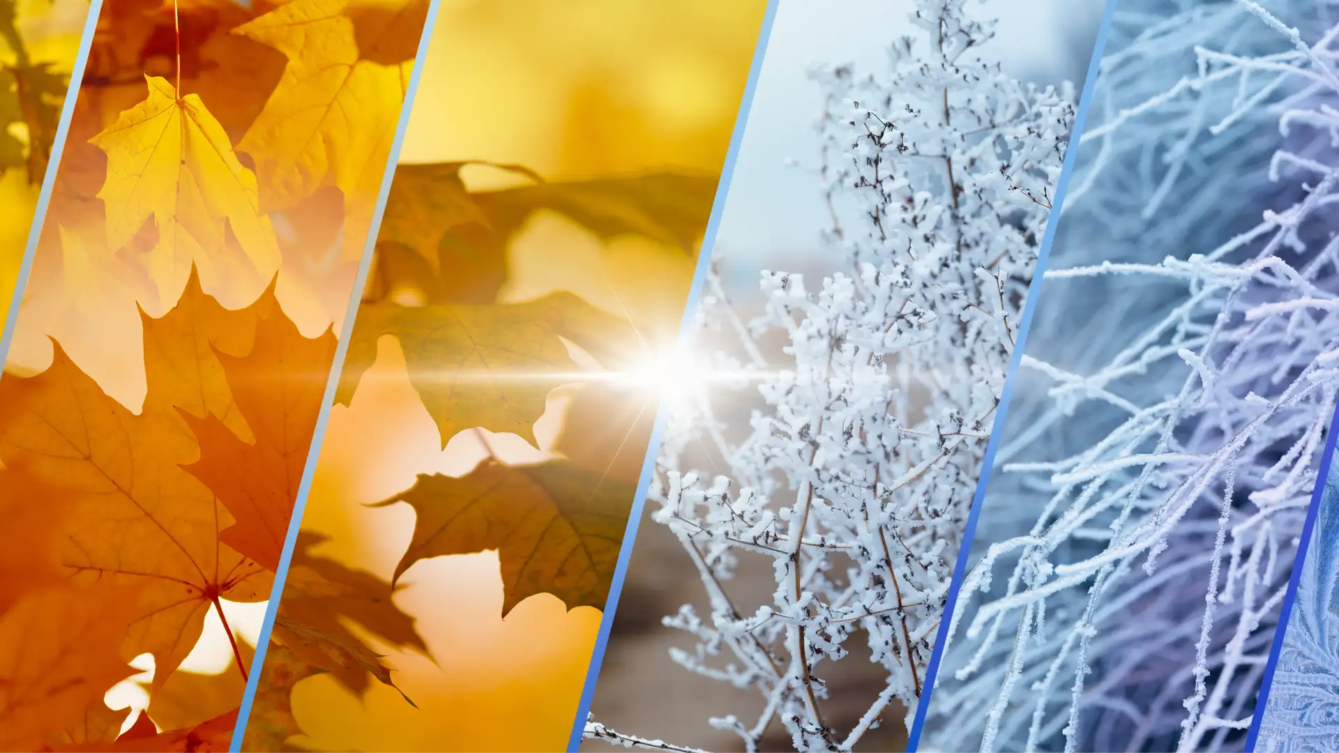 CLASS REUNIONS and the SECOND HALF OF LIFE