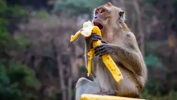 S1 E30: Monkey Stew