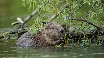 Are Beavers Contributing to Climate Change?