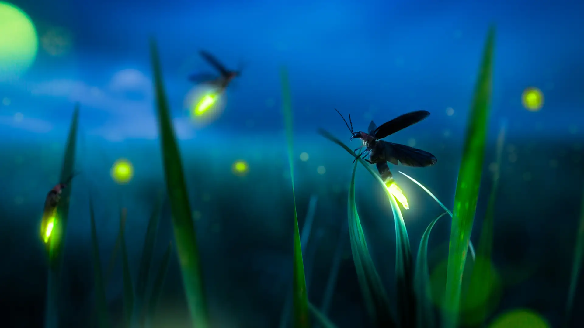 Fireflies