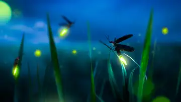 Fireflies