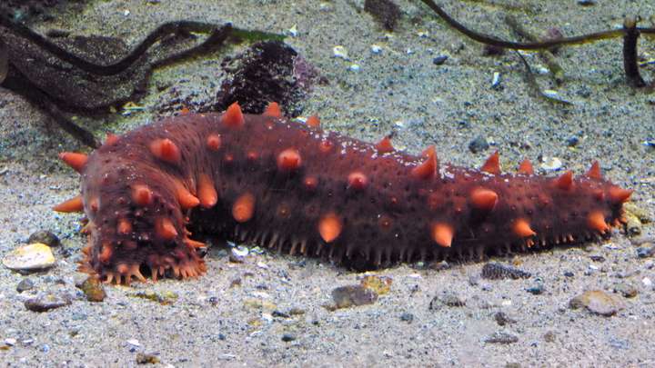Sea Cucumber Poop Is Vital to Ocean Systems