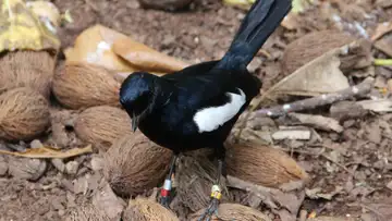 Going Digital to Conserve Wildlife