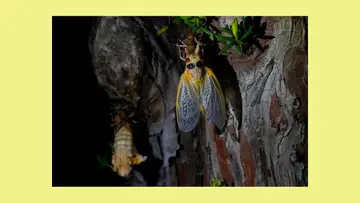 Cicada Invasion
