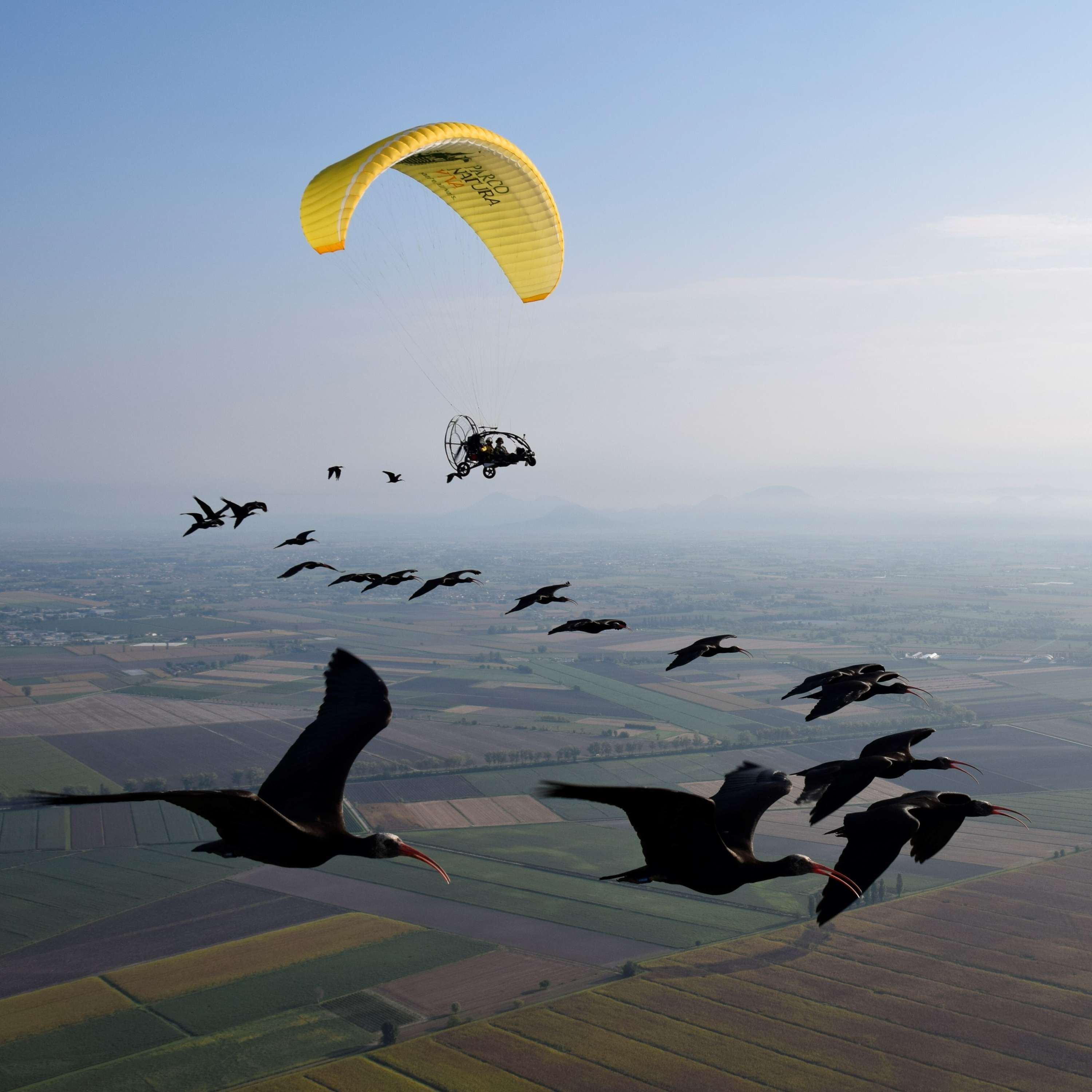 Human Foster Parents Take Flight to Help Young Birds Migrate