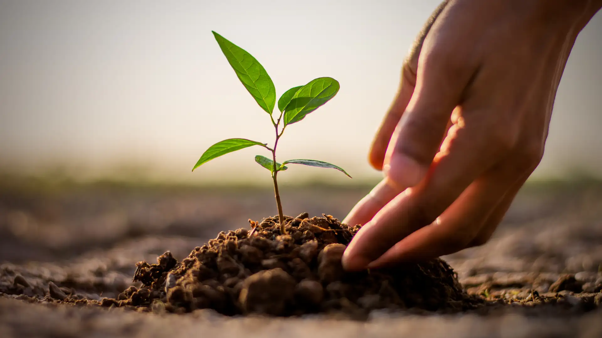 Parable of the Sower