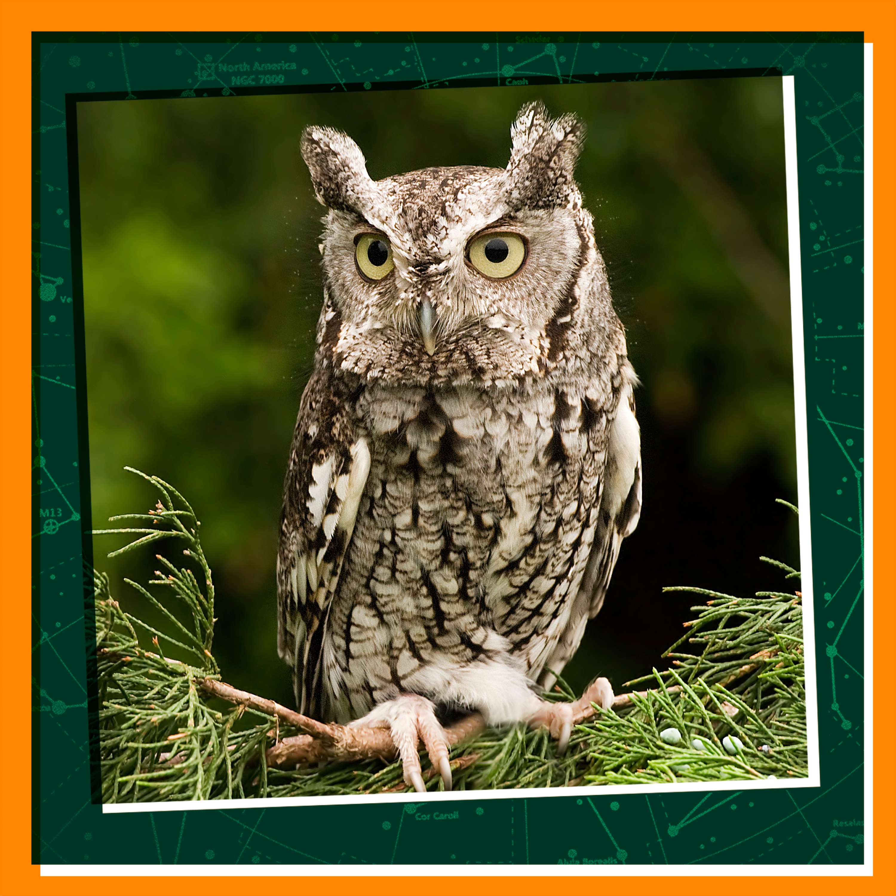 Owl and Me