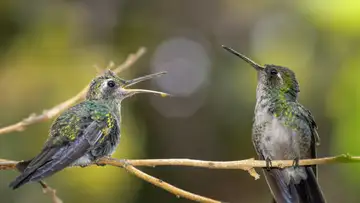 Renewal on Wings