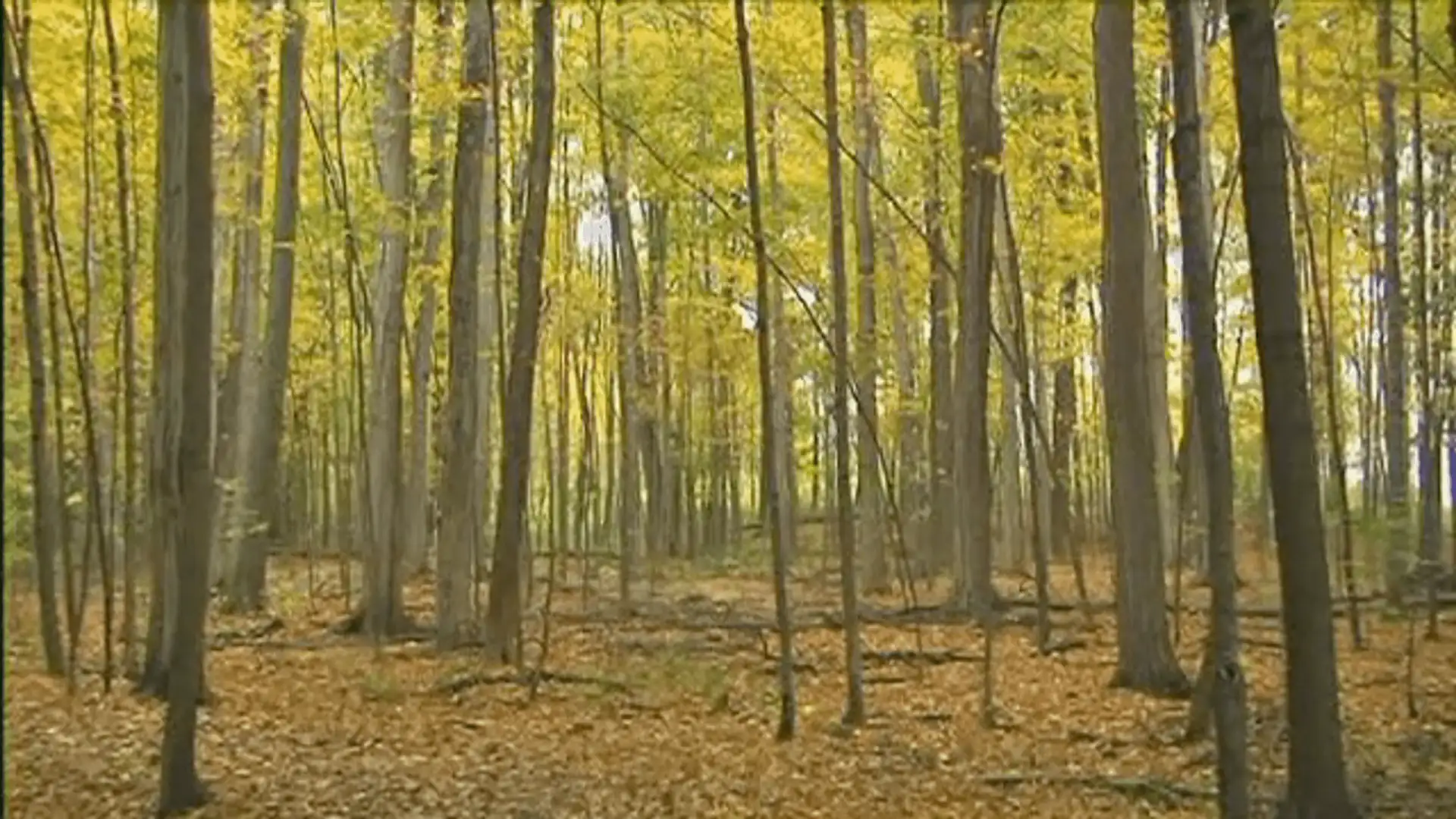 First Vision Beginnings